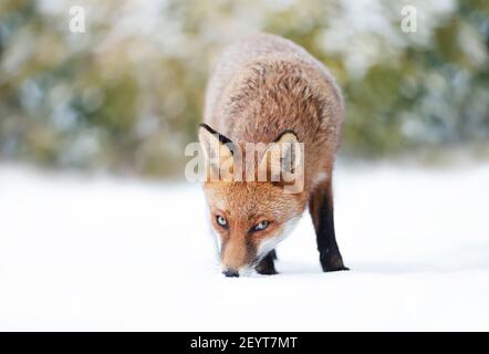 Close-up of a Red fox in snow, winter in UK. Stock Photo