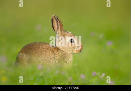 Portrait of a cute little rabbit sitting in meadow, UK. Stock Photo
