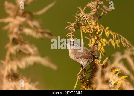 Close up of a wren perched on a fern in autumn, UK. Stock Photo