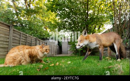 Close up of a cat and red fox in the garden, UK. Stock Photo