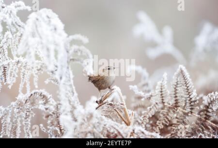 Close up of a wren perched on a frosted fern in winter. Stock Photo