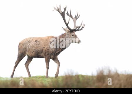 Close-up of a red deer stag against clear background, UK. Stock Photo