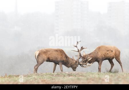 Red deer stags fighting during the first snow in winter. Wildlife in urban surrounding, UK. Stock Photo
