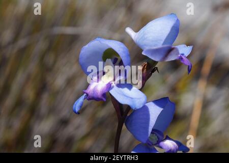 Blue Disa - Disa graminifolia - Cape Town flora Stock Photo - Alamy