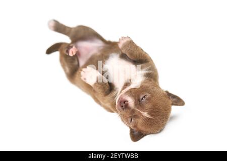 Sleeping on back Chihuahua puppy on white isolated background. Little cute white brown dog breed. Stock Photo