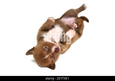 Sleeping on back Chihuahua puppy on white isolated background. Little cute white brown dog breed. Stock Photo