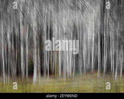 ABSTRACT ART: The Aspen Wood  (ICM-Photography) Stock Photo