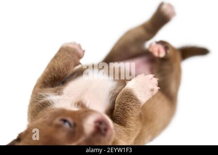 Sleeping on back Chihuahua puppy on white isolated background, close up. Little cute white brown dog breed. Stock Photo