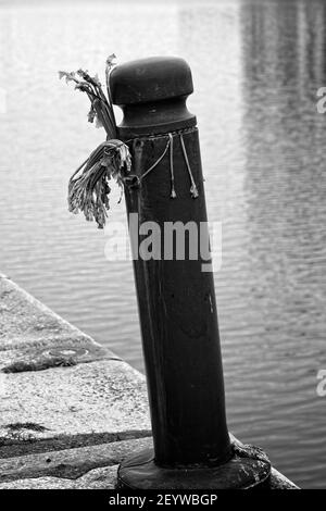 Wilting dead cut flowers tied to a post on the quayside of the River Tyne marking the spot of a tragedy. Stock Photo