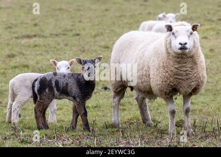 UK livestock farming: Blue texel lamb born to a white texel sheep, West Yorkshire, England Stock Photo