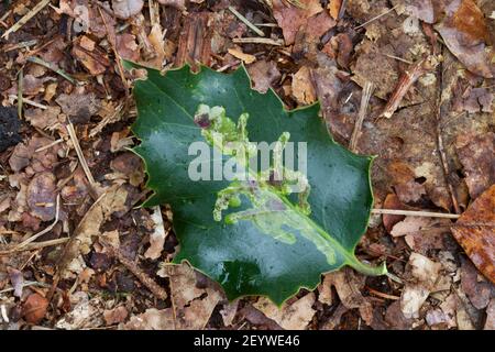 The leathery, shiny, prickly dark green leaf of Common holly, fallen on the forest floor with pale trails  caused by larvae of Holly leaf miner. Stock Photo