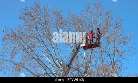 Two men pruning a tree by chainsaw, standing on a elevated platform. Tree pruning time. Workers pruning a tree. Gardening background photo. Stock Photo