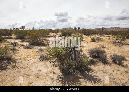 A vertical shot of young Yucca brevifolia trees in Joshua Tree National Park in California Stock Photo
