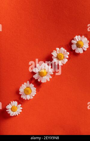 Fresh white daisies on an orange background. Chamomiles on orange background. Vivid floral background. Stock Photo