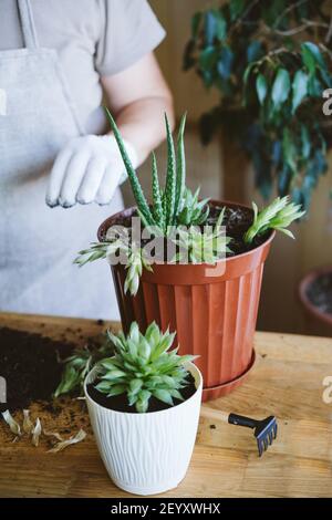 Home garden. How to Transplant Repot a Succulent, propagating succulents.  Woman gardeners hand transplanting cacti and succulents in cement pots on  Stock Photo - Alamy