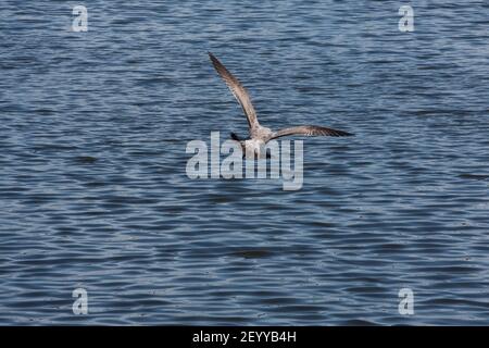 Spotted rippling Black Sea silver large seagull in flight over water flies away from us, waving wings, outside the room, horizontal photo Stock Photo