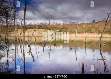 Dead and decaying submerged trees in a lake Stock Photo - Alamy