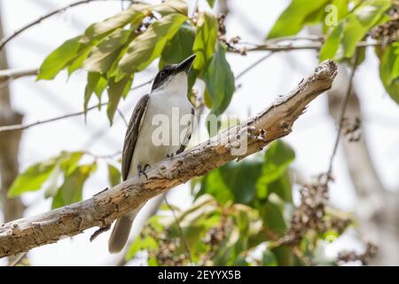 giant kingbird, Tyrannus cubensis, adult perched on branch in forest, Najasa, Cuba, 31 March 2010 Stock Photo