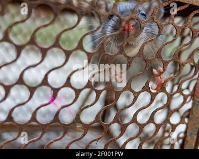 Domestic rat trapped in a metallic cage Stock Photo
