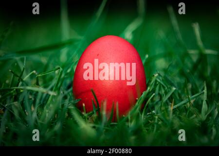 Red Easter Egg in green grass arranged with daises.Christian religious holiday. Stock Photo