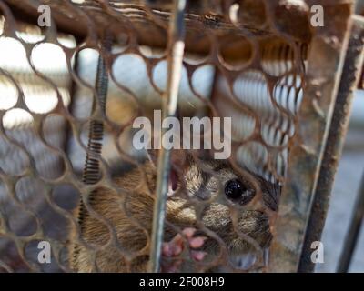 Domestic rat trapped in a metallic cage Stock Photo