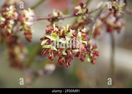 Flowers, willow buds on a branch in the spring forest. Spring natural background. Stock Photo