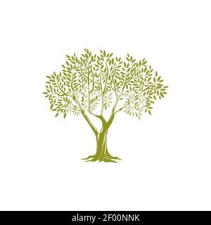 Olive tree on thick trunk and green crown of leaves isolated icon. Vector botanical agricultural greek or italian extra virgin oil emblem. Object of p Stock Vector