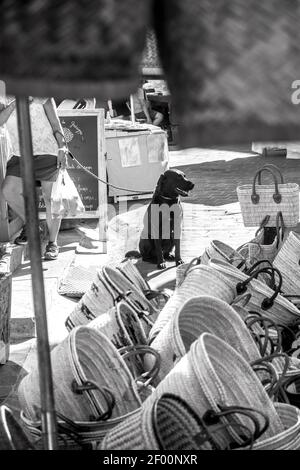 Dog waiting while owner talks. Stock Photo