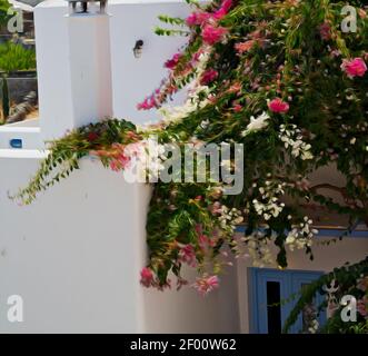 Flower   in the isle of greece antorini europe old house and white color Stock Photo