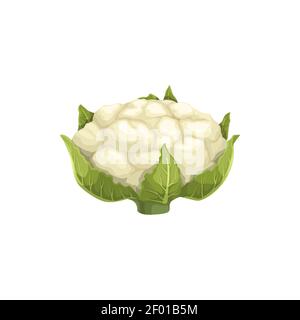 Brassica cauliflower cabbage isolated realistic veggie food. Vector white or green cauliflower, vegetarian food, healthy organic vegetable, salad ingr Stock Vector