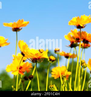 In italy dasy yellow flower field nature and spring Stock Photo