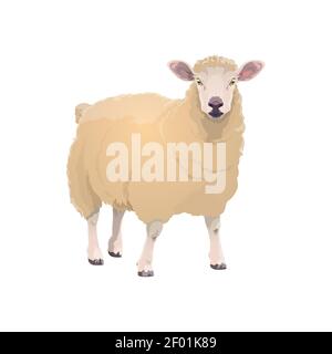 Lamb sheep, farm animal icon, vector cattle farming and mutton meat food product symbol. Cartoon isolated lamb sheep, butcher shop and farm market ani Stock Vector