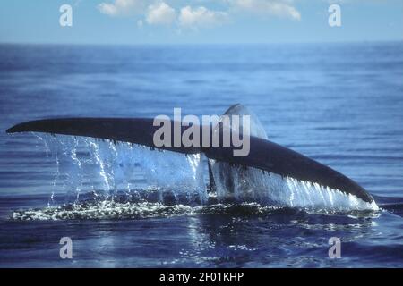 Blue Whale; Sea of Cortez; Baja, Mexico Stock Photo