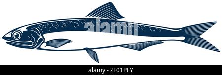 Anchovy small forage fish family Engraulidae isolated icon. Vector shoaling fish used as food and bait. European anchovy, Engraulis encrasicolus, Anch Stock Vector