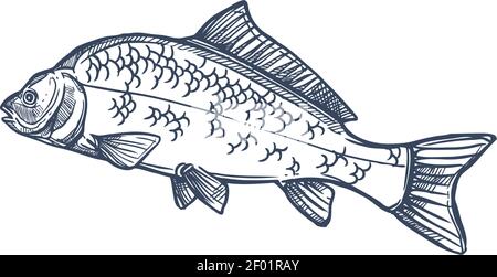 Carp freshwater fish of family Cyprinidae isolated monochrome icon. Vector common silver bighead carp, grass crucian hand drawn aquatic animal. Fish i Stock Vector