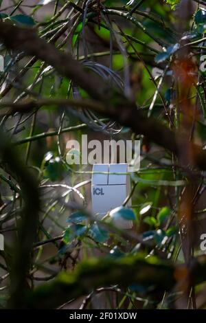 Computer mouse discarded and thrown into a tree Stock Photo