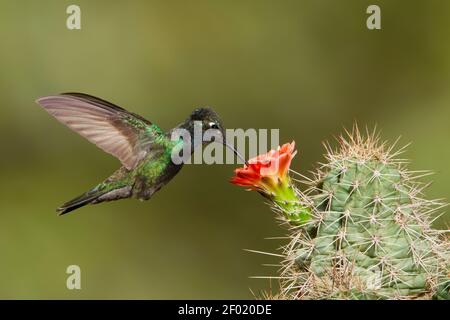 Magnificent Hummingbird male, Eugenes fulgens, feeding at cactus flower. Stock Photo