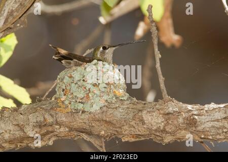 Magnificent Hummingbird female, Eugenes fulgens, on nest in oak tree. Stock Photo