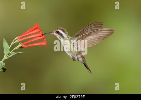 White-eared Hummingbird female, Hylocharis leucotis, feeding at Bouvardia ternifolia flower. Stock Photo