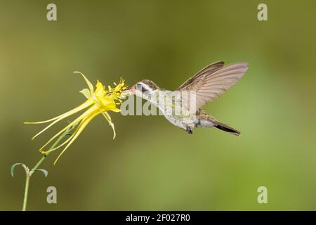 White-eared Hummingbird female, Hylocharis leucotis, feeding at yellow columbine, Aquilegia chrysantha, flower. Stock Photo