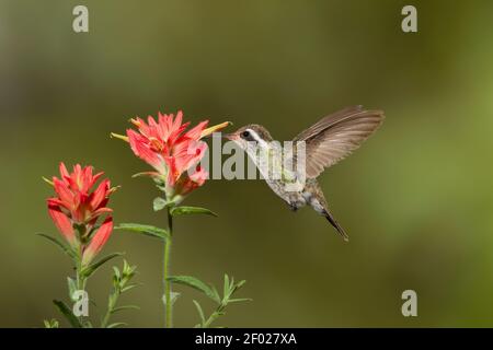 White-eared Hummingbird female, Hylocharis leucotis, feeding at indian paintbrush flower, Castilleja sp. Stock Photo