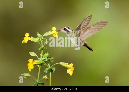 White-eared Hummingbird female, Hylocharis leucotis, feeding at yellow monkey flower, Mimulus guttatus. Stock Photo