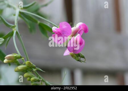 Pink wild everlasting pea vine (Lathyrus latifolius) flowers bloom next to an old fence. Stock Photo