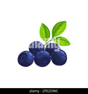 Blueberry berries fruits, food from farm garden and wild forest, vector flat isolated icon. Blueberries or bilberry bunch ripe harvest for jam or juic Stock Vector