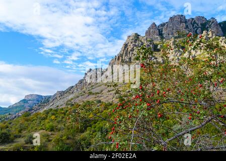 Autumn mountain landscape-rosehip thickets with red berries against the background of rocky stone mountains and blue sky with white clouds on a sunny Stock Photo