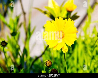 In italy dasy yellow flower field nature and spring Stock Photo