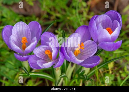 Crocuses-Crocus sativus. Stock Photo