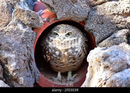 An owl sitting in a red pipe covered with rocks during daytime Stock Photo