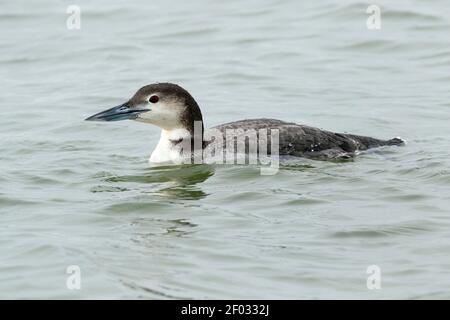 Common Loon (Gavia immer) in winter plumage, close up Stock Photo