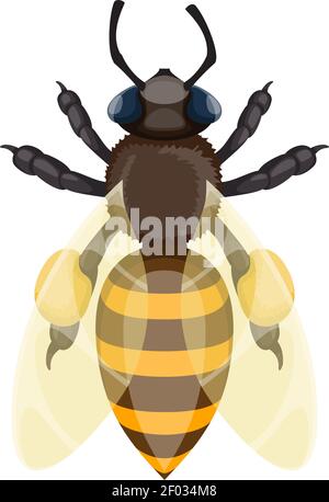 Honeybee or bee insect. Vector isolated bumblebee or honey bee in apiary hive Stock Vector